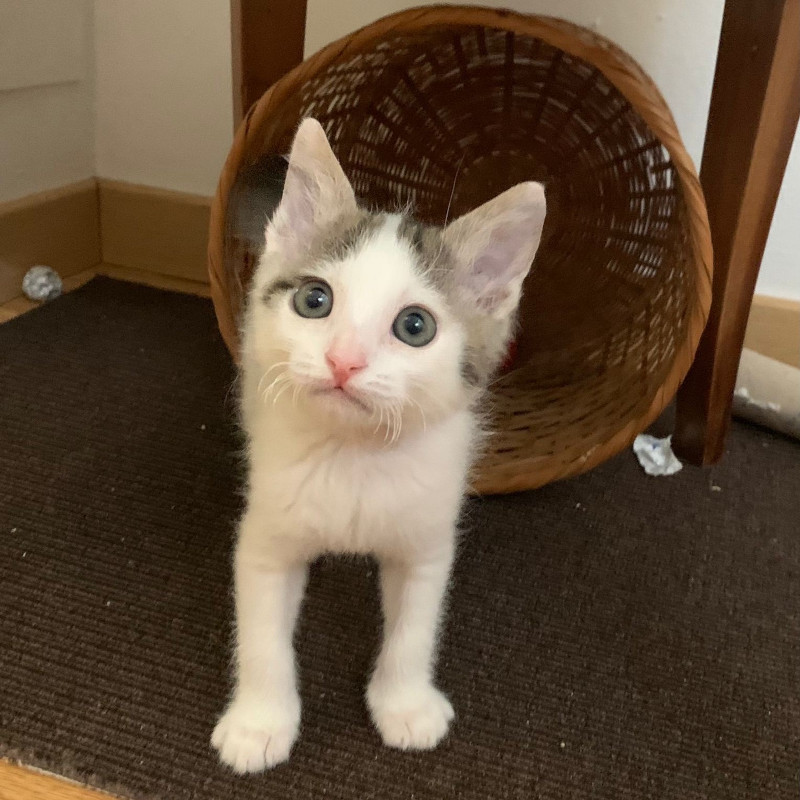 gatti adottati Le Sfigatte