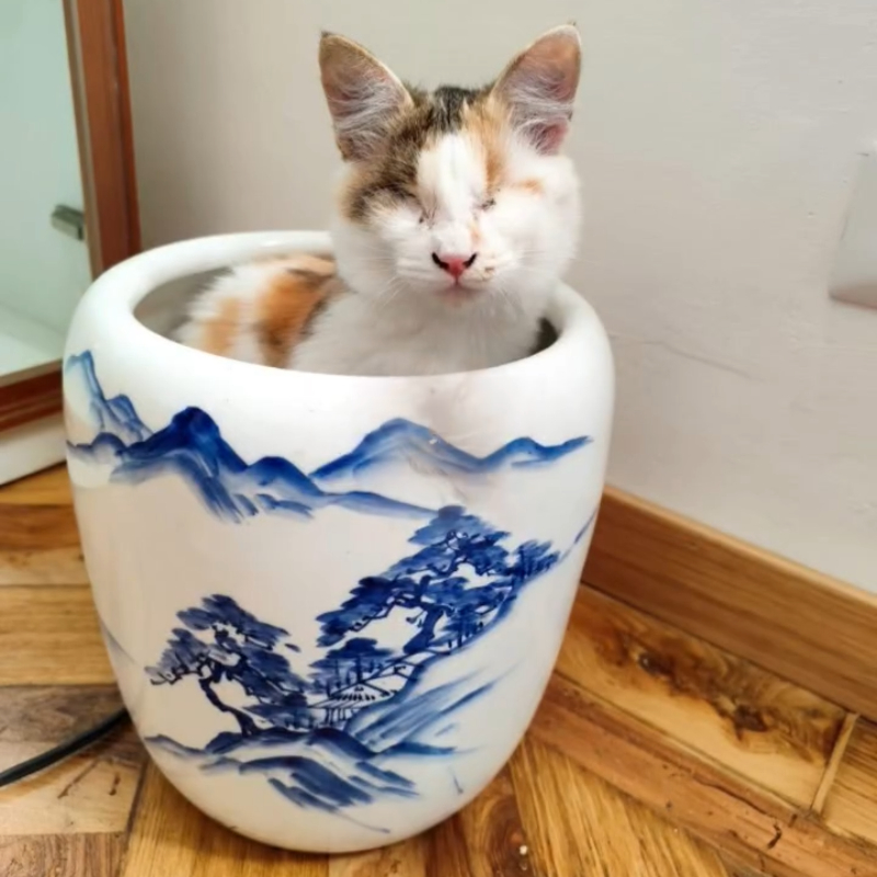 Hope, in cerca di adozione tramite Associazione Le Sfigatte