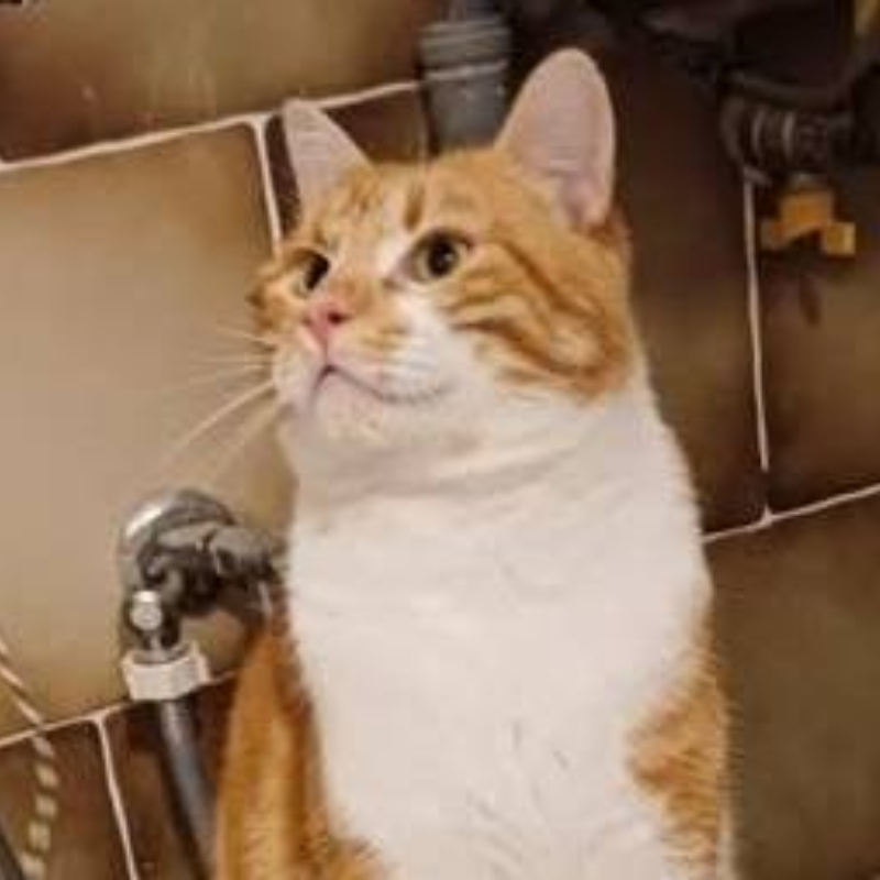 Hope, una nuova casa, un nuovo inizio | Associazione Le Sfigatte