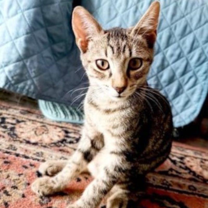 gatti adottati Le Sfigatte