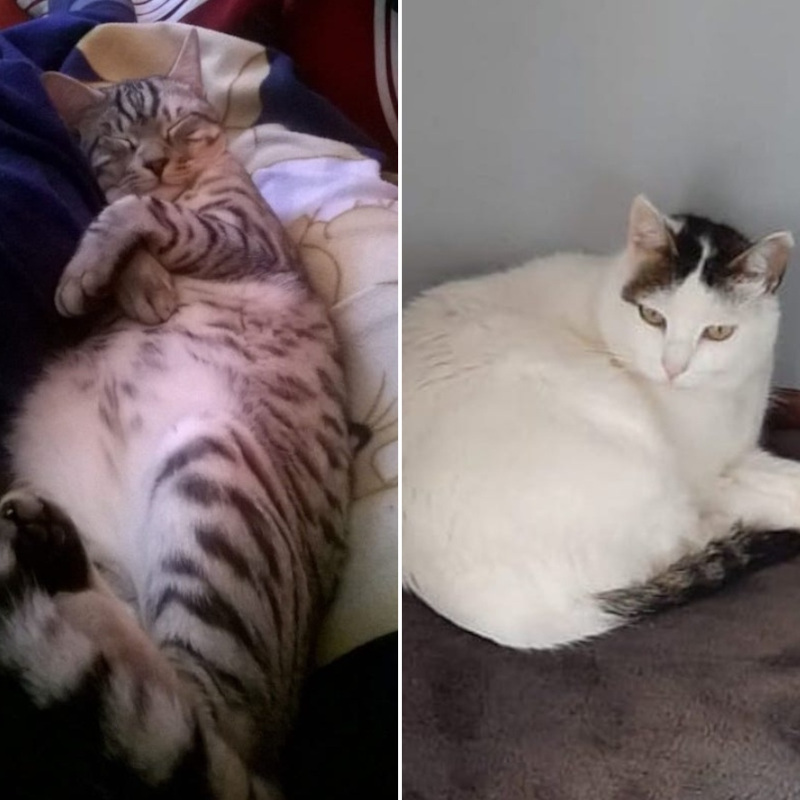 gatti adottati Le Sfigatte