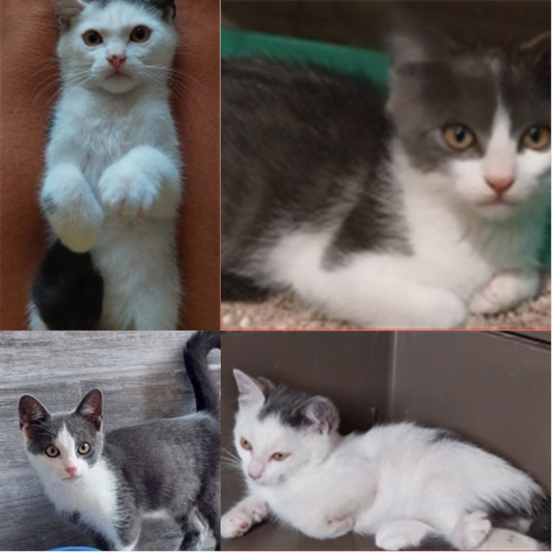 gatti adottati Le Sfigatte