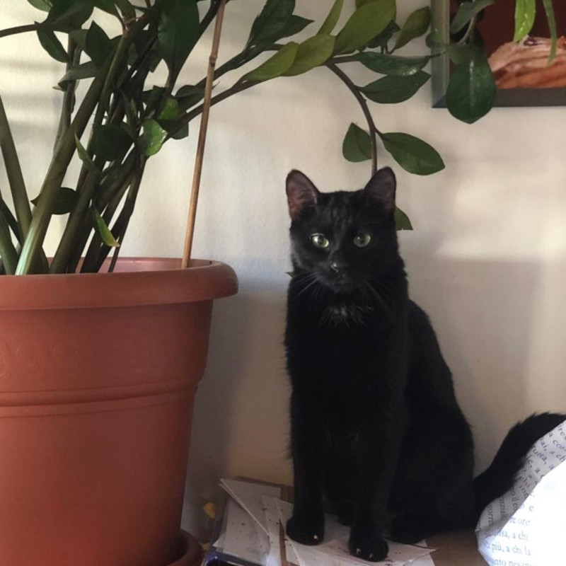gatti adottati Le Sfigatte