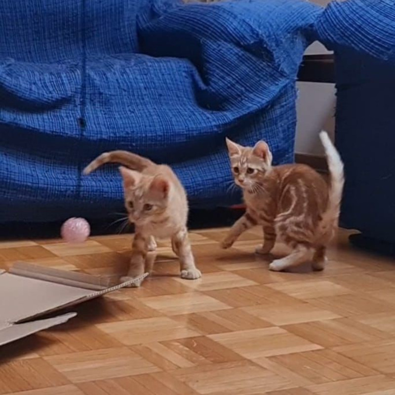 gatti adottati Le Sfigatte