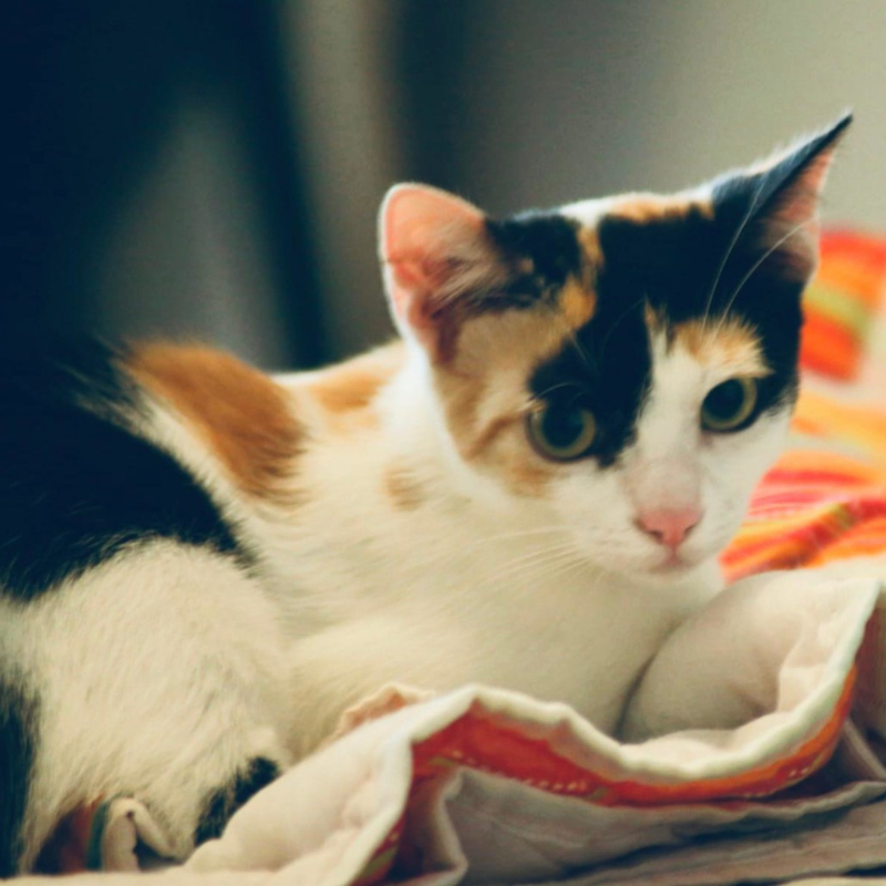 gatti adottati Le Sfigatte