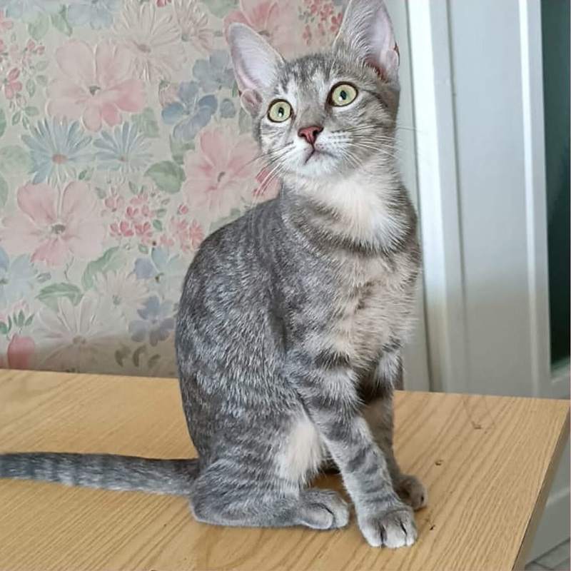 gatti da adottare Le Sfigatte