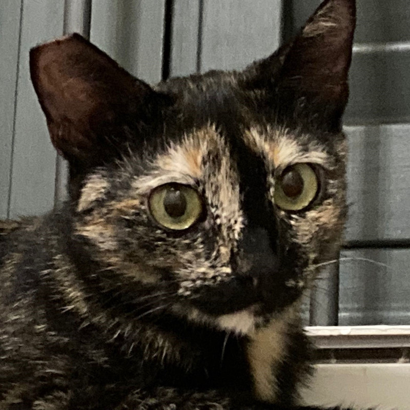 gatti adottati Le Sfigatte
