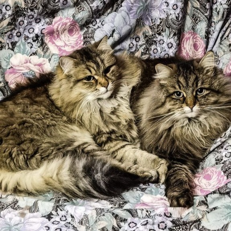 gatti adottati Le Sfigatte
