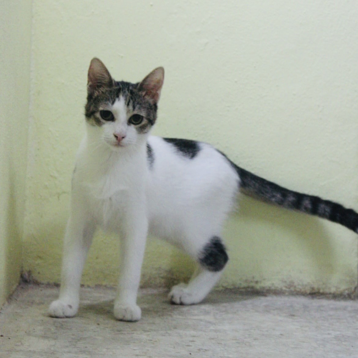 gatti da adottare Le Sfigatte