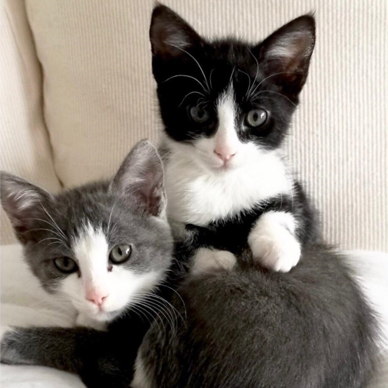 gatti adottati Le Sfigatte