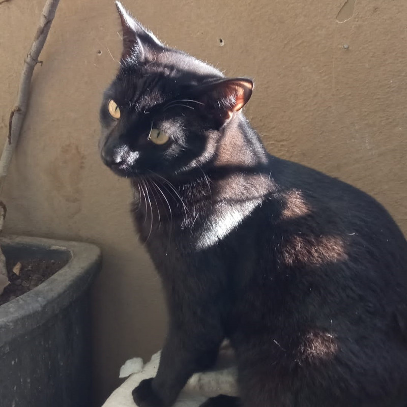 gatti adottati Le Sfigatte