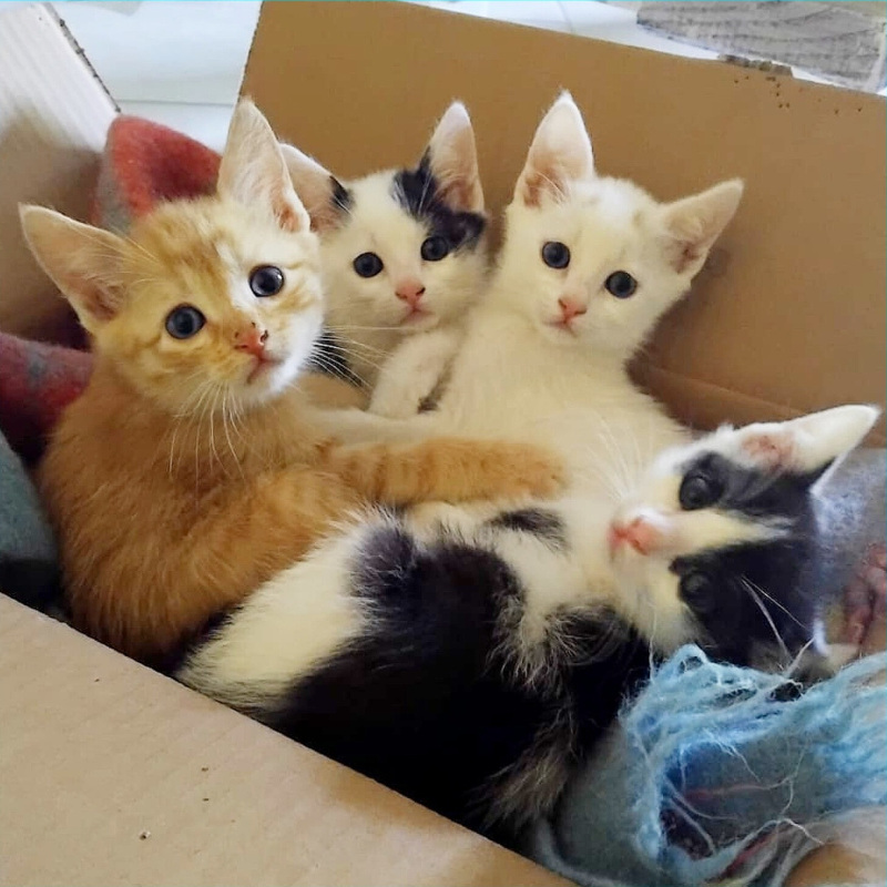 gatti da adottare Le Sfigatte