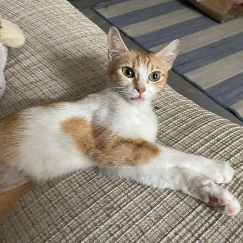 gatti adottati Le Sfigatte