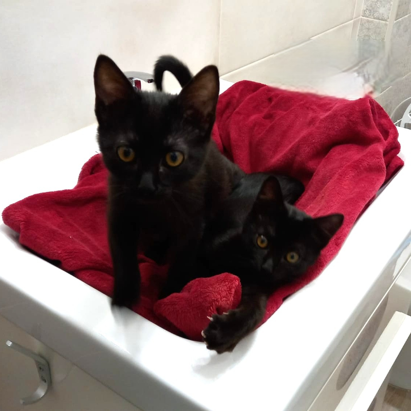 gatti adottati Le Sfigatte
