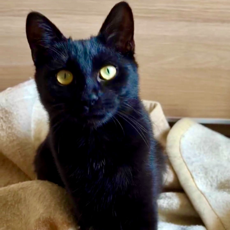 gatti adottati Le Sfigatte