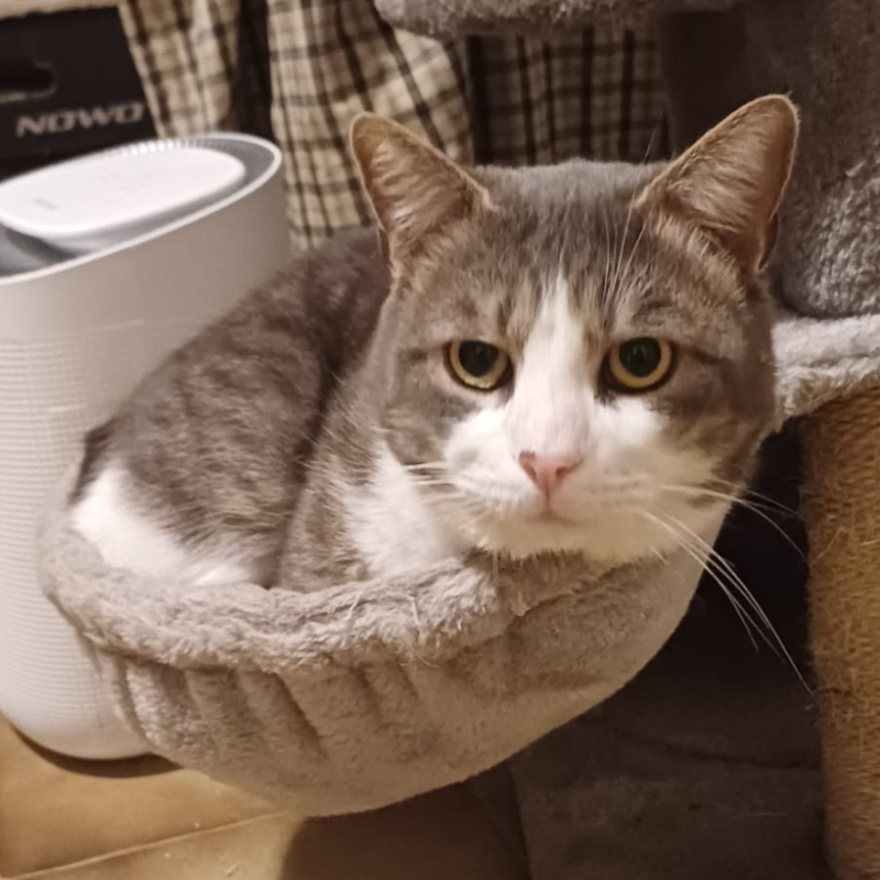 gatti adottati Le Sfigatte