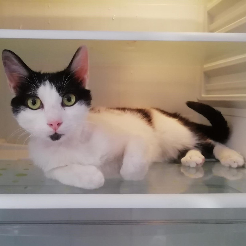 gatti adottati Le Sfigatte