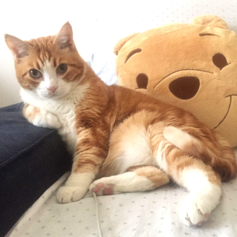 gatti adottati Le Sfigatte