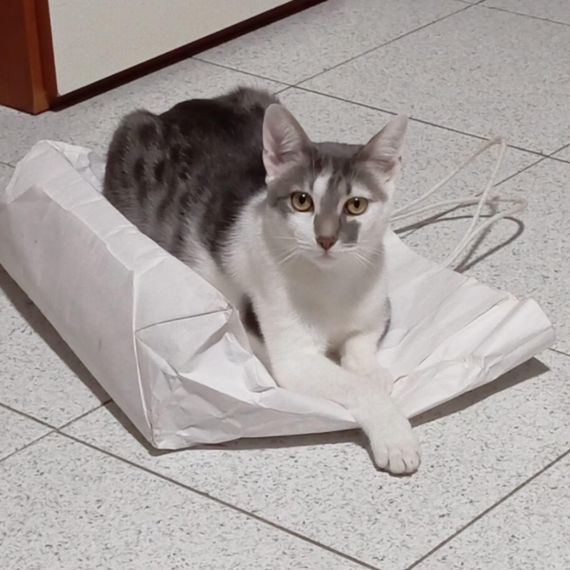 gatti da adottare Le Sfigatte