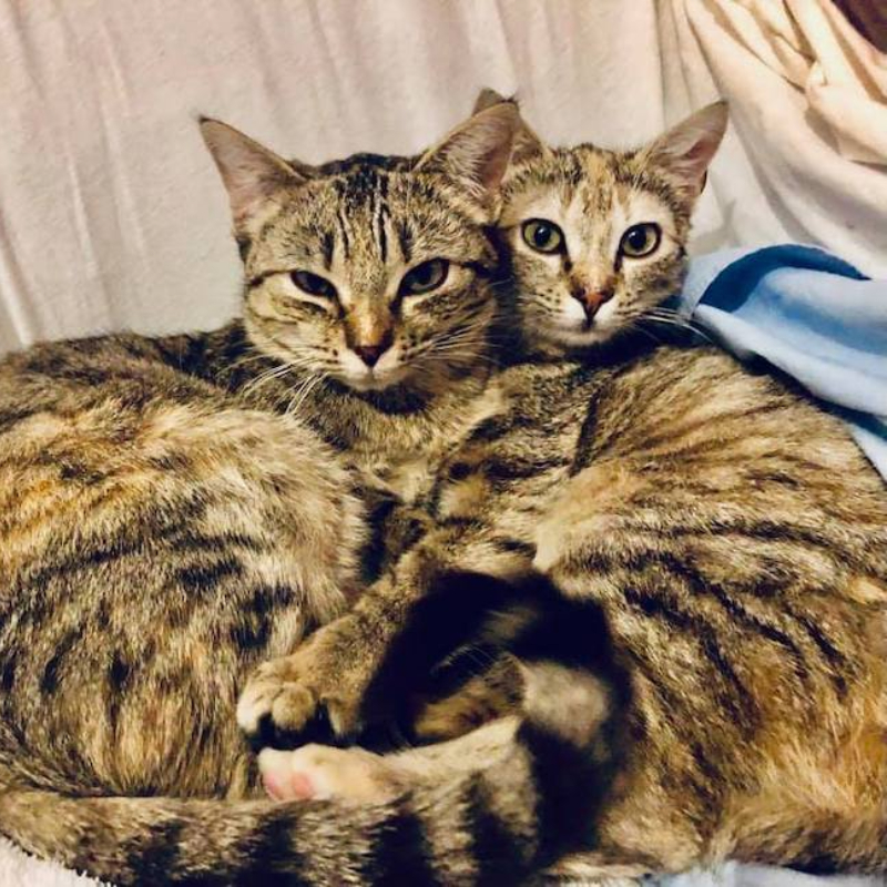 gatti adottati Le Sfigatte