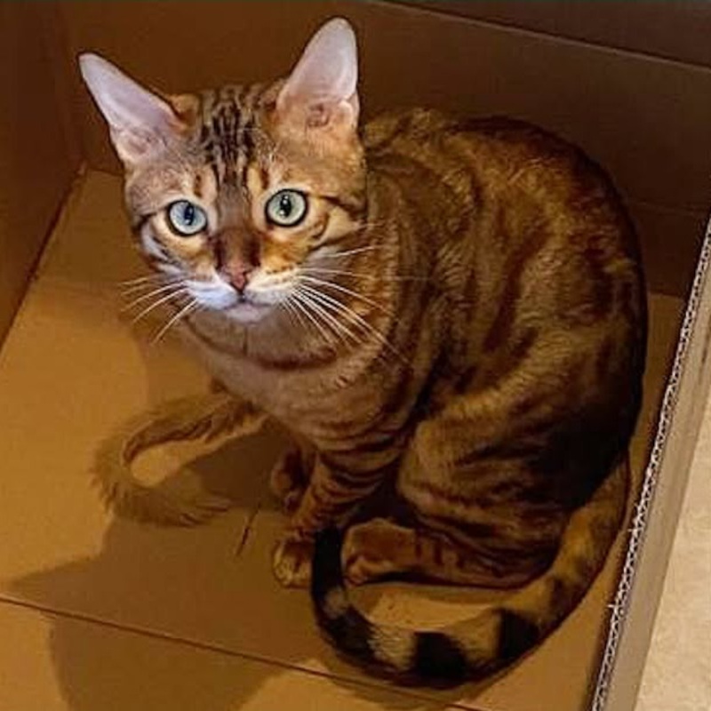 Jonathan, in cerca di adozione | Associazione Le Sfigatte