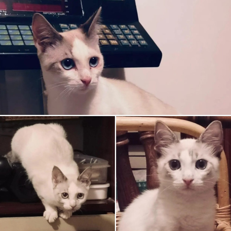gatti adottati Le Sfigatte