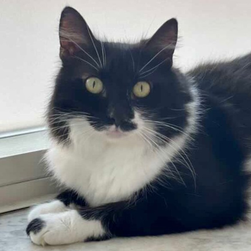 gatti adottati Le Sfigatte