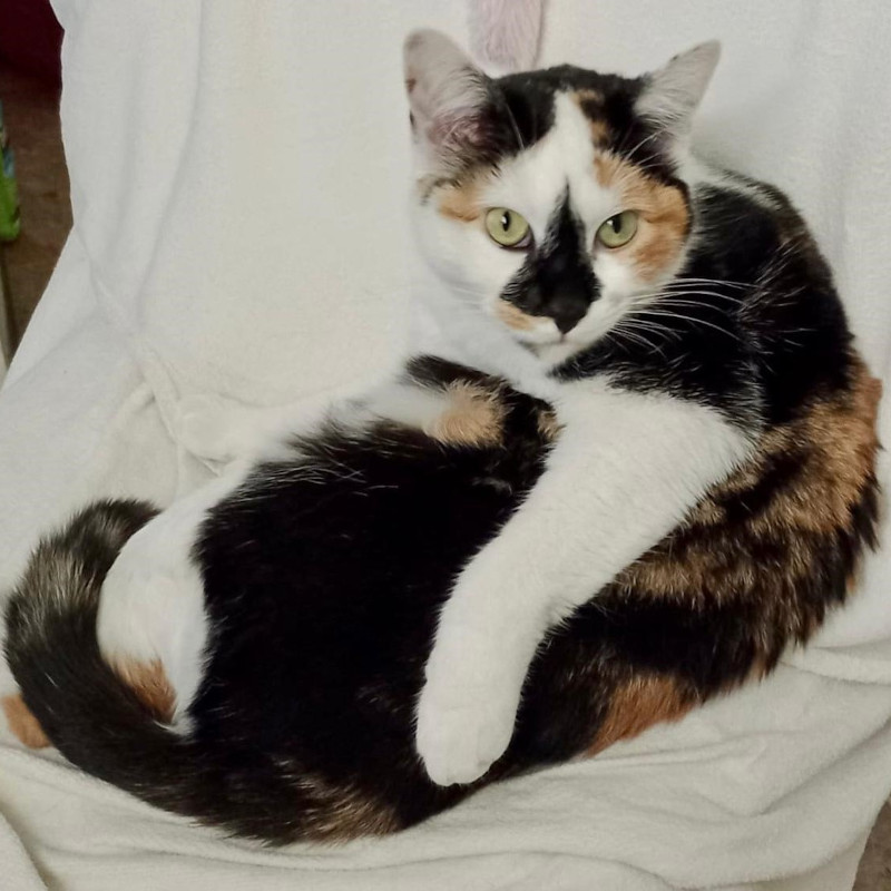 gatti adottati Le Sfigatte