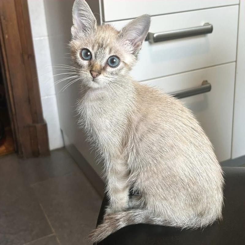 gatti adottati Le Sfigatte