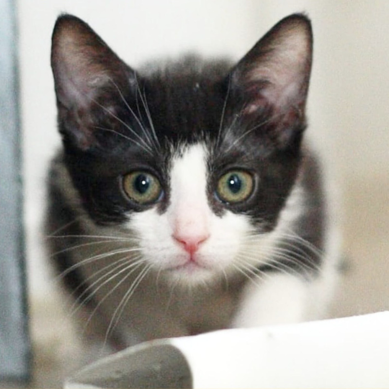 gatti adottati Le Sfigatte