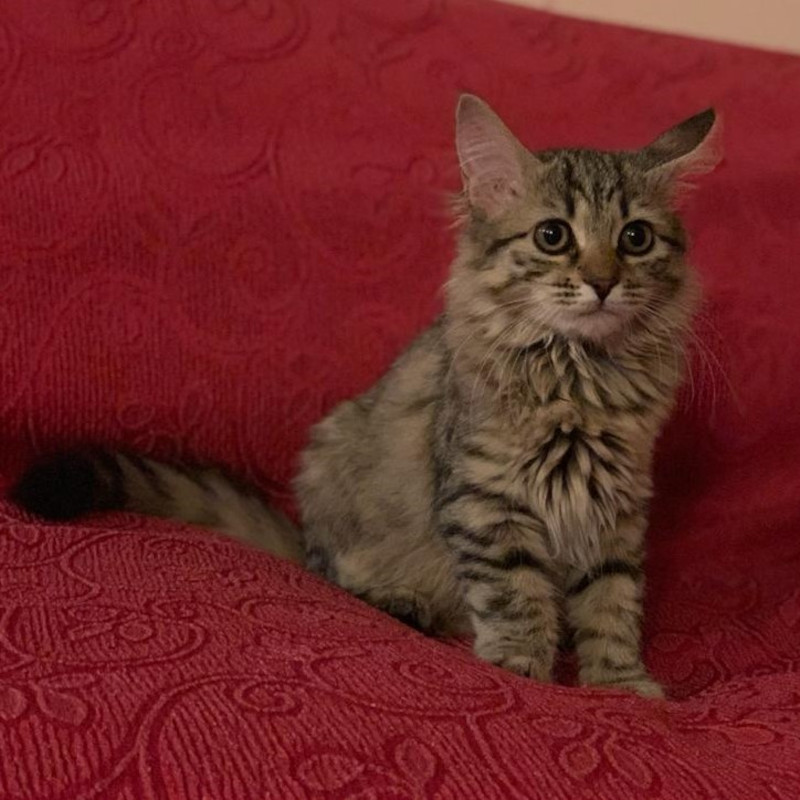 gatti adottati Le Sfigatte