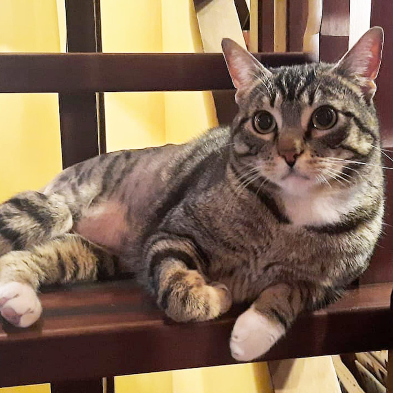 gatti adottati Le Sfigatte