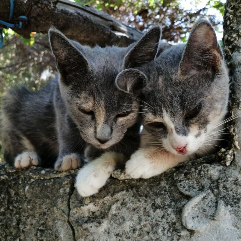 gatti adottati Le Sfigatte