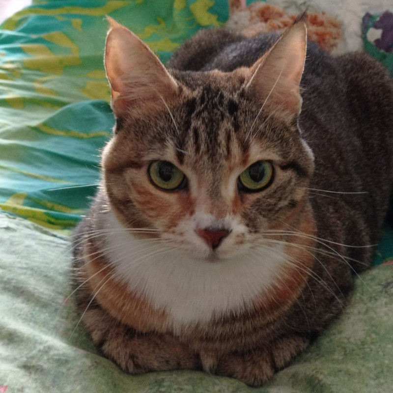 gatti adottati Le Sfigatte