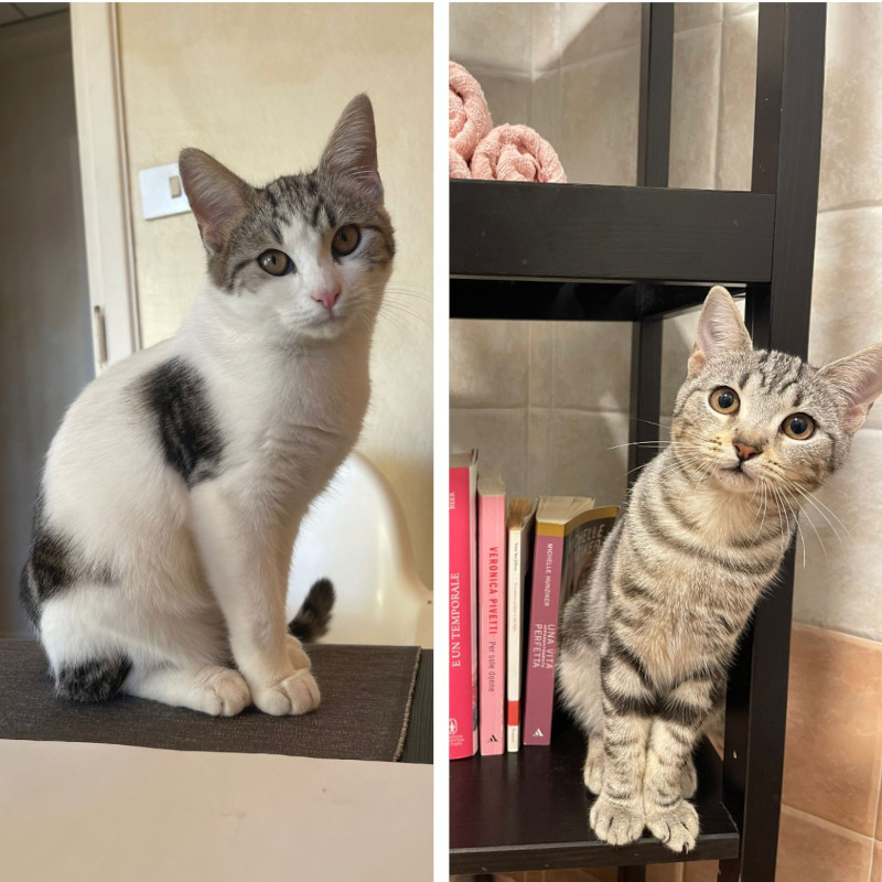 gatti adottati Le Sfigatte
