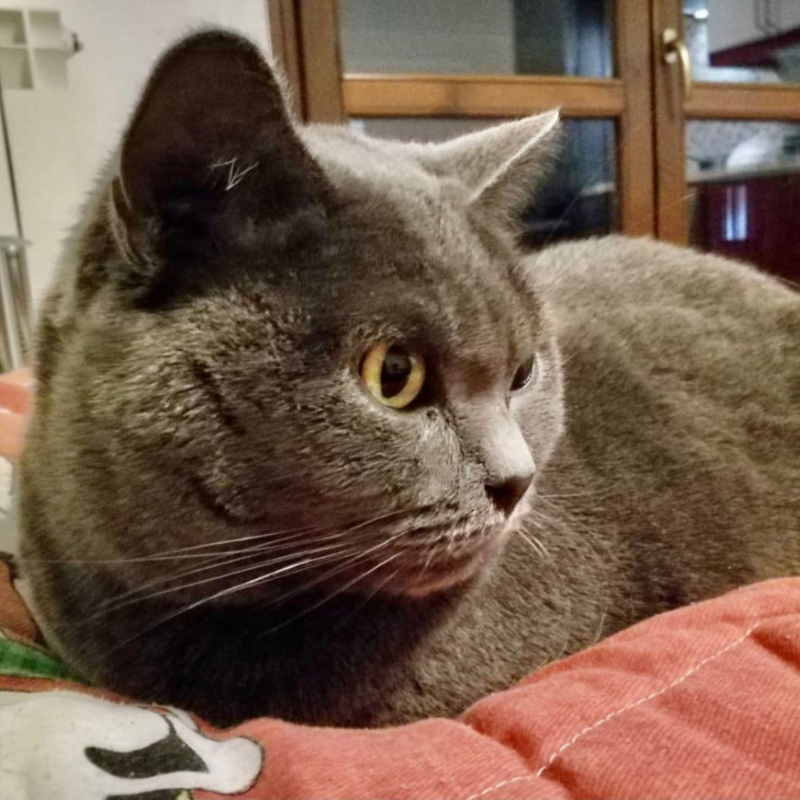 gatti adottati Le Sfigatte