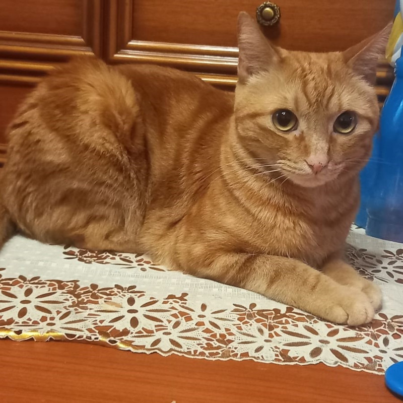 gatti adottati Le Sfigatte