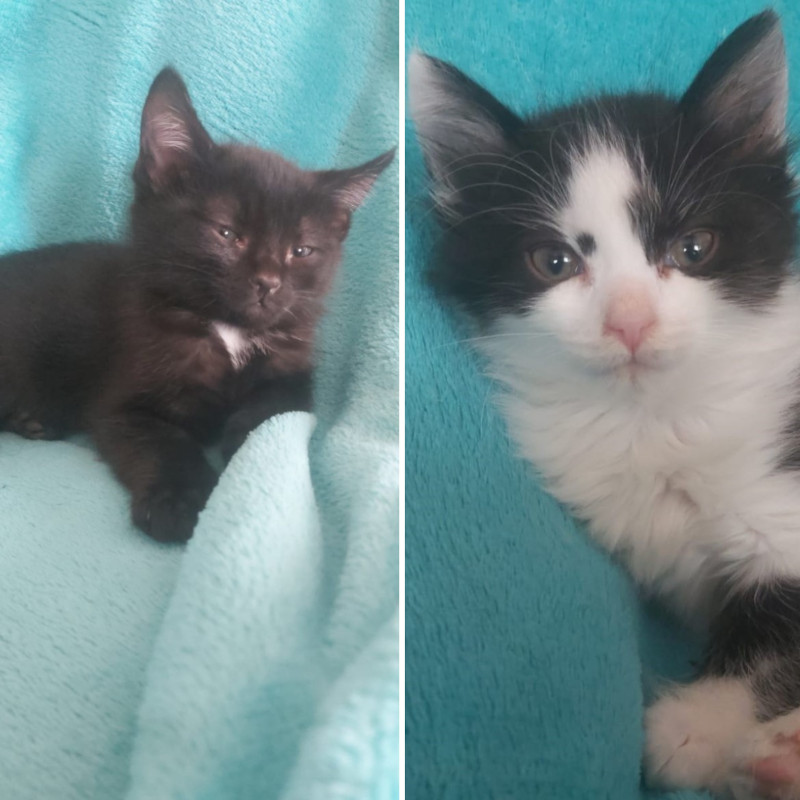 gatti adottati Le Sfigatte