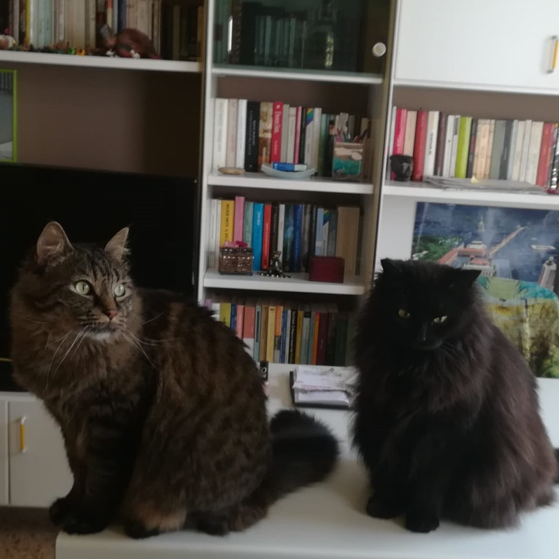 gatti adottati Le Sfigatte