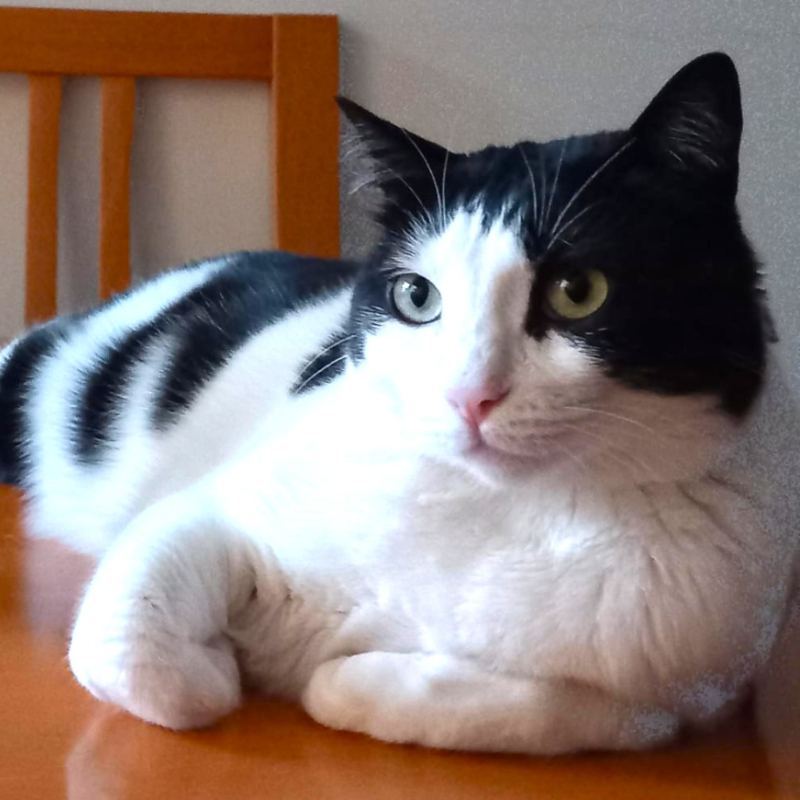 gatti adottati Le Sfigatte