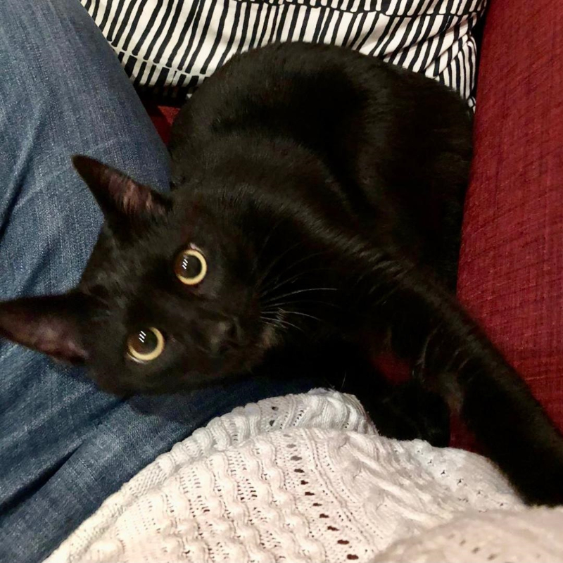 gatti adottati Le Sfigatte
