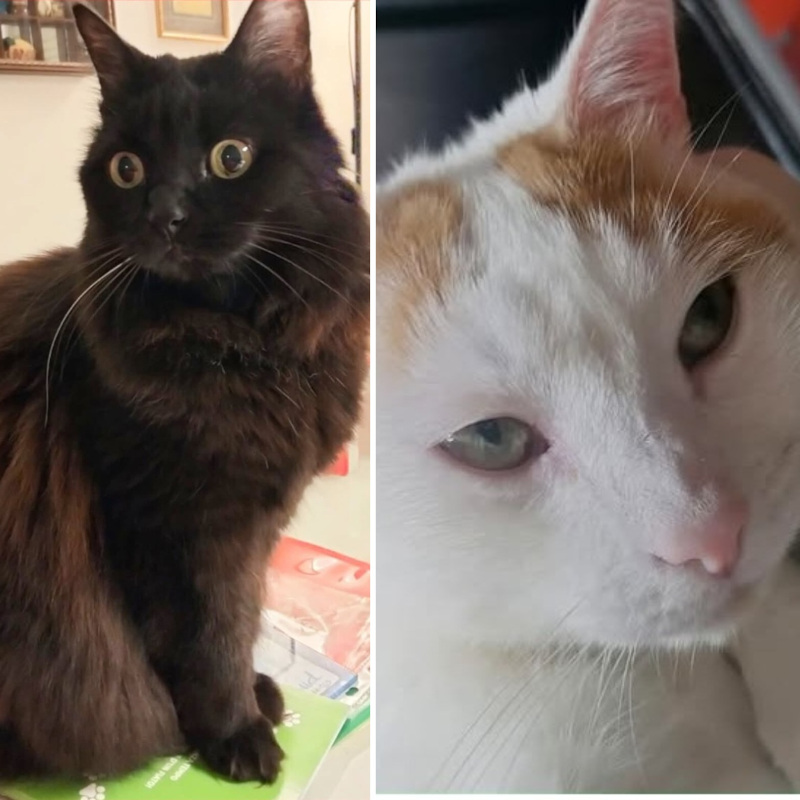 Kyoko e Sakè, in cerca di adozione | Associazione Le Sfigatte