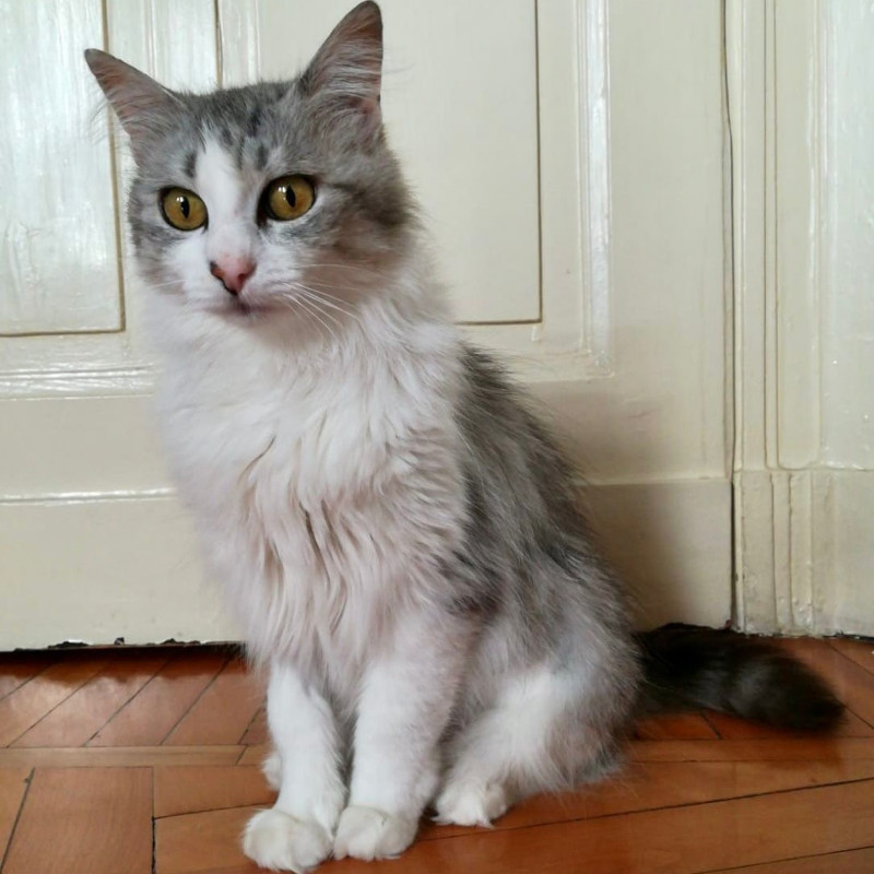 gatti adottati Le Sfigatte