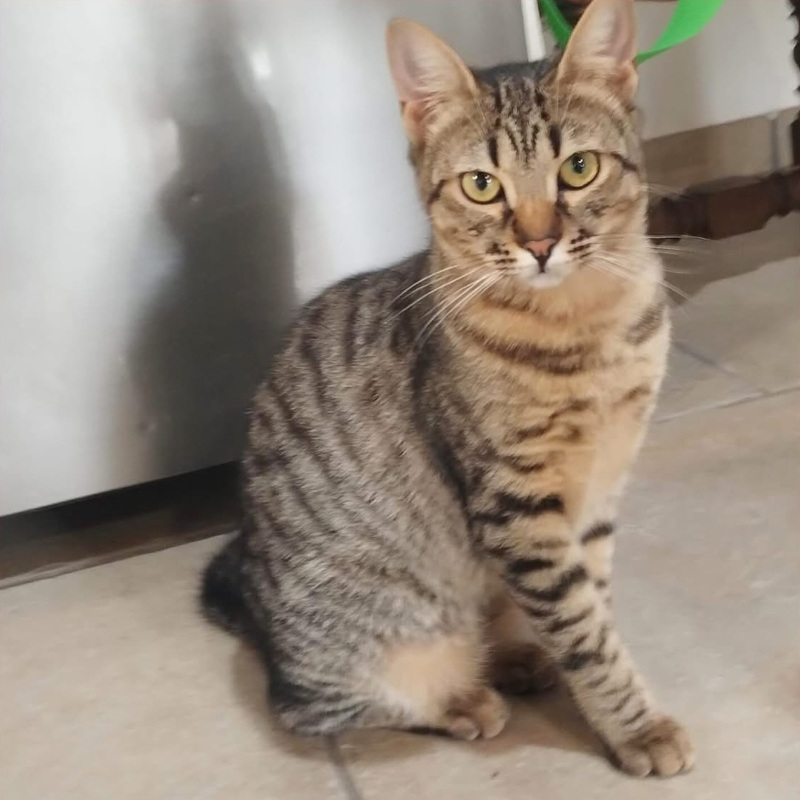 La Zia, in cerca di adozione tramite Associazione Le Sfigatte