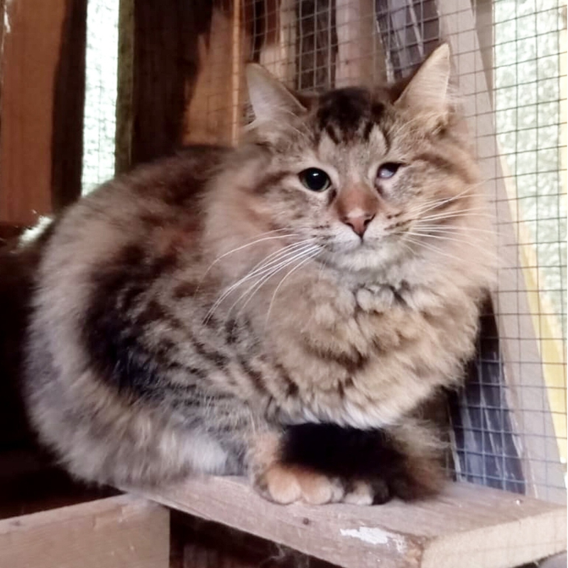 Lady, in cerca di adozione | Associazione Le Sfigatte