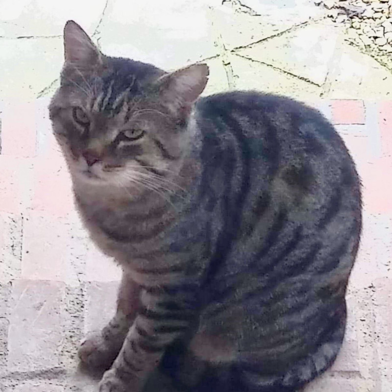 gatti adottati Le Sfigatte