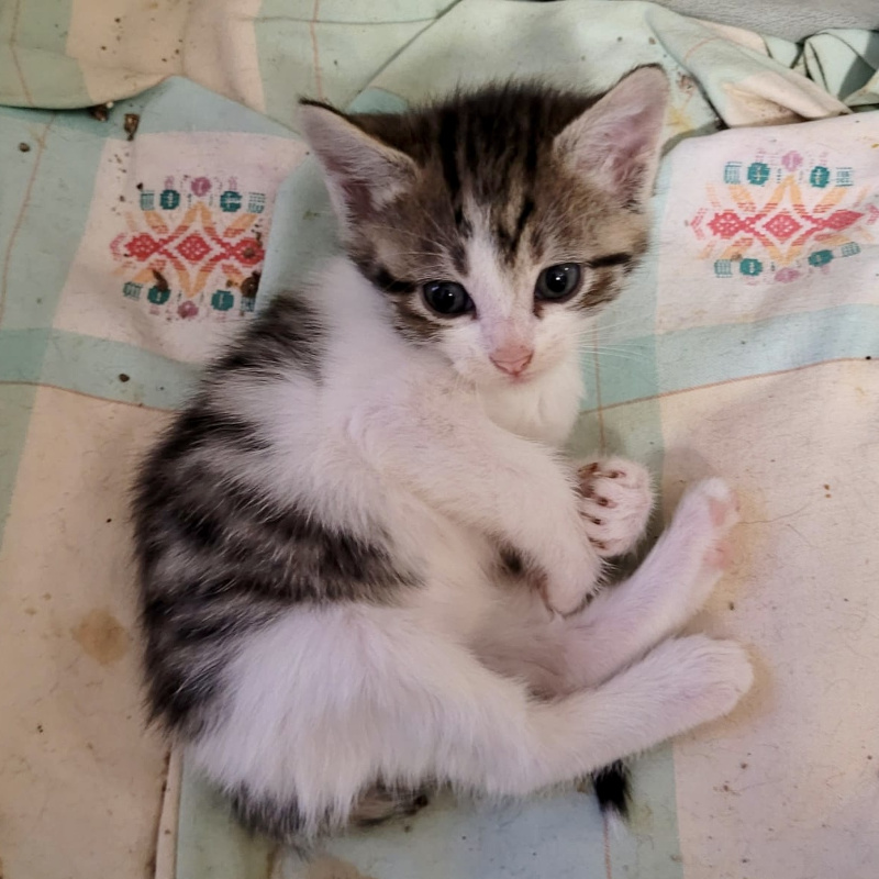 gatti adottati Le Sfigatte
