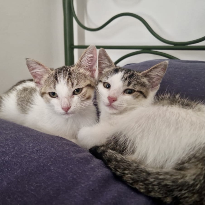 gatti adottati Le Sfigatte