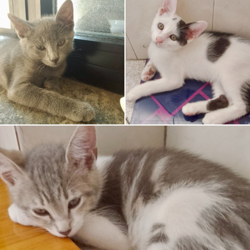 gatti adottati Le Sfigatte