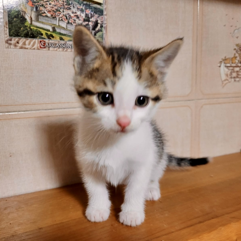 gatti adottati Le Sfigatte